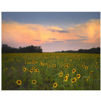 Global Gallery Common Sunflower Field Near Flint Hills National Wildlife Refuge, Kansas-Paper Art-22 x18