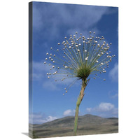 Global Gallery Pipewort Grassland Plants Blooming in Dry Season, Serra de Canastra NP, Brazil-Canvas Art-20 x30