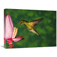 Global Gallery Buff-Tailed Coronet Hummingbird Feeding on Flower, Andes, Ecuador-Canvas Art-24 x18