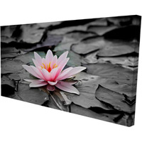 Begin Water Lily - Print on Canvas Edition