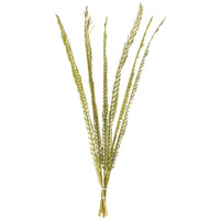 Vickerman 652763-36-38  Basil Coco Thin Palm Stem 6/Pk (H2CPS100) Dried and Preserved Foliage