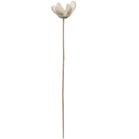 Vickerman 678787-20  Bullet Flower Bleached Stems 50/pk (H7BFS999) Dried and Preserved Pods