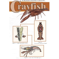 Frey Scientific 597012 Mini-Guide to Crayfish Dissection