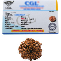 8 Mukhi Rudraksha Original Certified Bead - Natural Nepali 8 Mukhi Rudraks for Meditation and Prayer, Protection, Chakra Balancing, Spiritual Growth and DIY Pooja Supplies