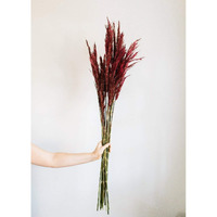 Vickerman Merlot Plume Reed 36" Long Stem, Real Preserved Dried Floral Decor for Wedding, Home or Everyday Arrangements, 7-8 oz Bundle