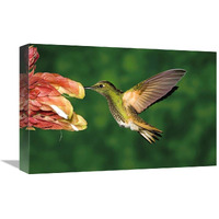 Global Gallery Buff-Tailed Coronet Hummingbird Feeding on Flower, Andes, Ecuador-Canvas Art-18"x12"