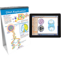 Newpath Learning Mitosis Flip Chart & Online Multimedia Lesson, Grades 6 through 10