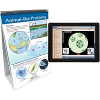 NewPath Learning Protists, Pond Microlife Flip Chart & Online Multimedia Lesson, Grades 6 Through 10