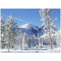 Pine trees covered with snow in winter, Yellowstone National Park, Wyoming-Paper Art-42&quotx32"