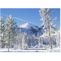 Pine trees covered with snow in winter, Yellowstone National Park, Wyoming-Paper Art-50"x38"