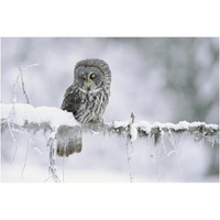 Great Gray Owl perching on a snow-covered branch, British Columbia, Canada-Paper Art-20"x14"