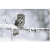 Great Gray Owl perching on a snow-covered branch, British Columbia, Canada-Paper Art-32"x22"