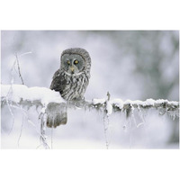 Great Gray Owl perching on a snow-covered branch, British Columbia, Canada-Paper Art-38"x26"