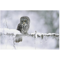 Great Gray Owl perching on a snow-covered branch, British Columbia, Canada-Paper Art-50&quotx34"