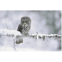 Great Gray Owl perching on a snow-covered branch, British Columbia, Canada-Paper Art-62&quotx42"