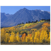 Ranger Peak and Aspen forest in autumn, Grand Teton National Park, Wyoming-Paper Art-26"x20"