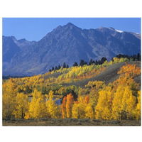 Ranger Peak and Aspen forest in autumn, Grand Teton National Park, Wyoming-Paper Art-34"x26"