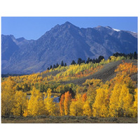 Ranger Peak and Aspen forest in autumn, Grand Teton National Park, Wyoming-Paper Art-42"x32"