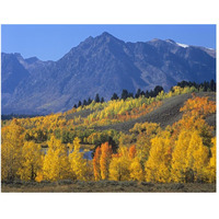 Ranger Peak and Aspen forest in autumn, Grand Teton National Park, Wyoming-Paper Art-50"x38"