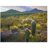 Ajo Mountains, Organ Pipe Cactus National Monument, Sonoran Desert, Arizona-Paper Art-26"x20"