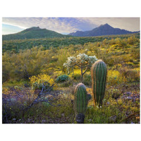 Ajo Mountains, Organ Pipe Cactus National Monument, Sonoran Desert, Arizona-Paper Art-34"x26"