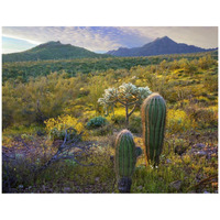 Ajo Mountains, Organ Pipe Cactus National Monument, Sonoran Desert, Arizona-Paper Art-42"x32"