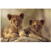 African Lion cubs resting on a rock, Hwange National Park, Zimbabwe, Africa-Paper Art-20"x14"