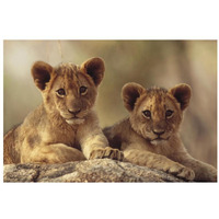 African Lion cubs resting on a rock, Hwange National Park, Zimbabwe, Africa-Paper Art-32"x22"