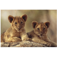 African Lion cubs resting on a rock, Hwange National Park, Zimbabwe, Africa-Paper Art-38"x26"