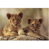 African Lion cubs resting on a rock, Hwange National Park, Zimbabwe, Africa-Paper Art-62"x42"