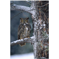 Great Horned Owl perched in tree dusted with snow, British Columbia, Canada-Paper Art-14"x20"