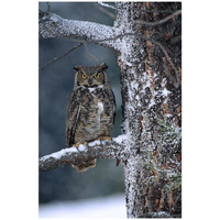 Great Horned Owl perched in tree dusted with snow, British Columbia, Canada-Paper Art-22"x32"