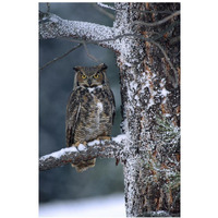 Great Horned Owl perched in tree dusted with snow, British Columbia, Canada-Paper Art-26"x38"