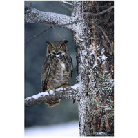 Great Horned Owl perched in tree dusted with snow, British Columbia, Canada-Paper Art-34"x50"