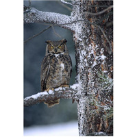 Great Horned Owl perched in tree dusted with snow, British Columbia, Canada-Paper Art-42&quotx62"