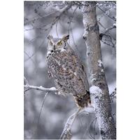 Great Horned Owl perched in tree dusted with snow, British Columbia, Canada-Paper Art-14"x20"