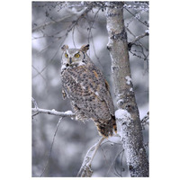 Great Horned Owl perched in tree dusted with snow, British Columbia, Canada-Paper Art-18"x26"