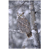 Great Horned Owl perched in tree dusted with snow, British Columbia, Canada-Paper Art-22"x32"