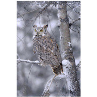 Great Horned Owl perched in tree dusted with snow, British Columbia, Canada-Paper Art-26"x38"