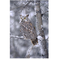 Great Horned Owl perched in tree dusted with snow, British Columbia, Canada-Paper Art-34"x50"