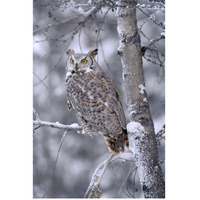 Great Horned Owl perched in tree dusted with snow, British Columbia, Canada-Paper Art-42"x62"