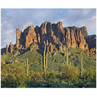 Saguaro cacti and Superstition Mountains, Lost Dutchman State Park, Arizona-Paper Art-42"x35.2"