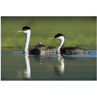 Western Grebe couple with one parent carrying chick on its back, New Mexico-Paper Art-20"x14"