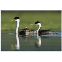 Western Grebe couple with one parent carrying chick on its back, New Mexico-Paper Art-32"x22"