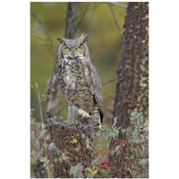 Great Horned Owl in its pale form perching on snag, British Columbia, Canada-Paper Art-14&quotx20"