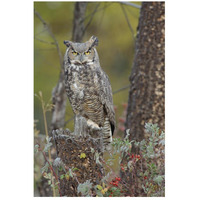 Great Horned Owl in its pale form perching on snag, British Columbia, Canada-Paper Art-18"x26"