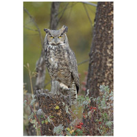 Great Horned Owl in its pale form perching on snag, British Columbia, Canada-Paper Art-22"x32"