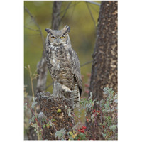 Great Horned Owl in its pale form perching on snag, British Columbia, Canada-Paper Art-34"x50"