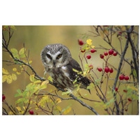 Northern Saw-whet Owl perching in a wild rose bush, British Columbia, Canada-Paper Art-32"x22"