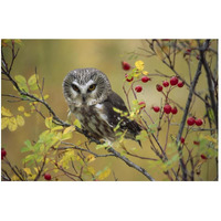 Northern Saw-whet Owl perching in a wild rose bush, British Columbia, Canada-Paper Art-50"x34"